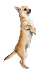 Chihuahua standing on hind legs against white background