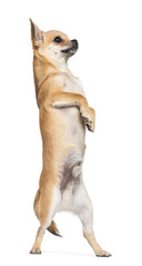 Chihuahua standing on hind legs against white background
