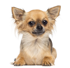 Chihuahua lying and looking at camera against white background