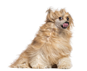 Chinese Crested dog sitting in the wind, and licking its nose against white background