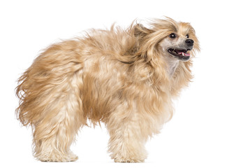 Chinese Crested dog in the wind and looking away against white background