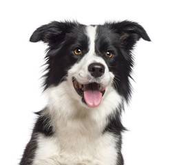Close-up of Border Collie, 1.5 years old, looking at camera against white background