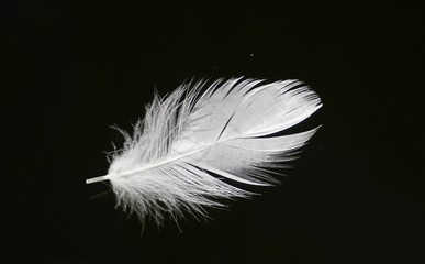 White feather with black background
