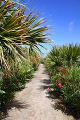 Fototapeta premium Footpath of tropical plants