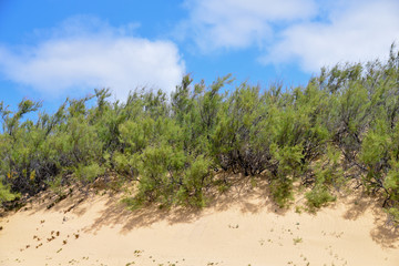 Fototapeta na wymiar Plants growing in the harsh arid environment of sand dunes of Porto Santo, Madeira