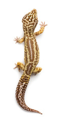 Naklejka premium Leopard gecko, Eublepharis macularius, against white background