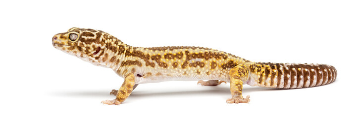 Leopard gecko, Eublepharis macularius, against white background