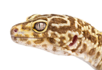 Leopard gecko, Eublepharis macularius, close up against white background