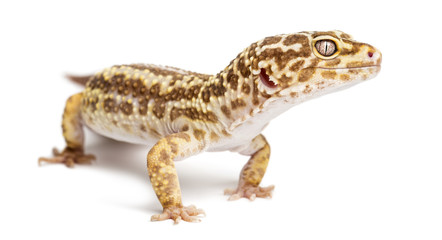 Leopard gecko, Eublepharis macularius, against white background