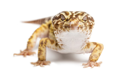 Leopard gecko, Eublepharis macularius, against white background