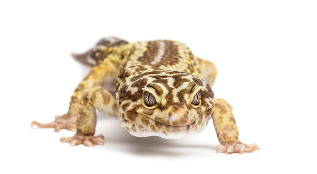 Leopard gecko, Eublepharis macularius, against white background