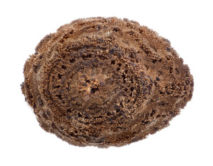 Egg of stick insects - Phenacephorus cornucervi