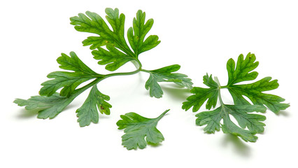 Close-up of fresh parsley leaves isolated on white background.