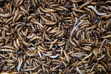 Larvae Hermetia illucens, the black soldier fly