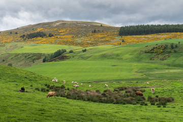 Obraz premium Hillside Sheep