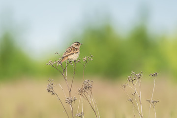 Beautiful nature scene with bird whinchat (Saxicola rubetra). Wildlife shot of bird on the flower. Bird in the nature habitat.