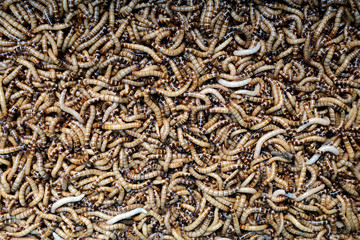 Larvae Hermetia illucens, the black soldier fly