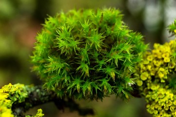 Little Moss World