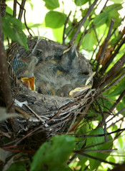 Baby Robins in the Nest