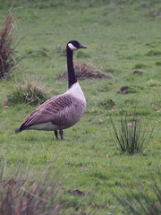 A wild Canada Goose with a distinctive black head and neck and white throat stands alert in a field