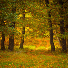 Colorful autumnal scene in the forest