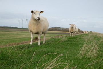 Obraz premium Schaf am Deich