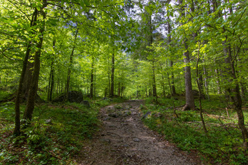 Fototapeta na wymiar Slovenian Forest