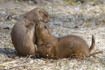 Closeup two profile Black-tailed Prairie Dogs (Cynomys ludovicianus)
