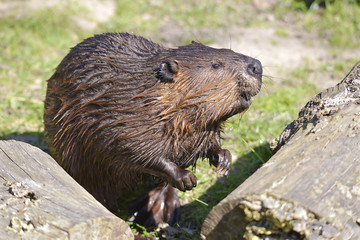 Closeup North American Beaver (Castor canadensis) 