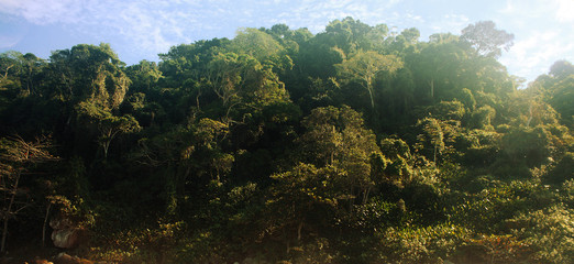 tropical rain forest in sunny day