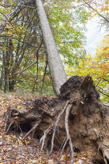 Albero sradicato dal maltempo