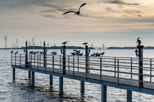 Seagull at the pier in Daebu island(Daebudo)