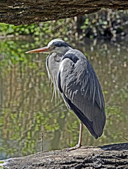 Fototapeta premium Grey heron. Latin name - Ardea cinerea