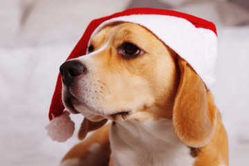 cute beagle in Santa