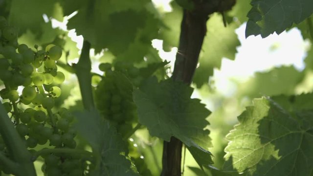 A close up slide shot of green grapes growing 