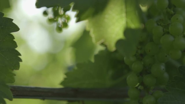 A close up slide shot of green grapes