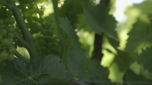 A shot that slides over to see green grapes growing