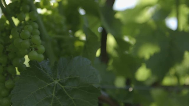 A slide shot of green grapes growing on the vine