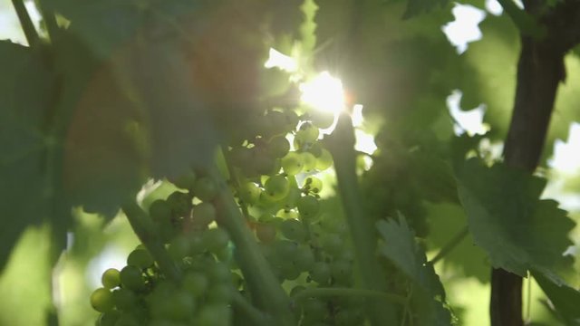 Green grapes starting to grow on the vine