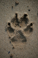 Emprunte de chien sur le sable