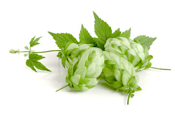 hop cones with leaf isolated on white background close-up