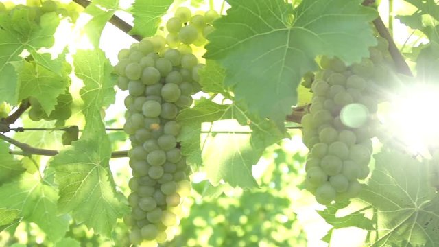 A shot of green grapes growing on the vine