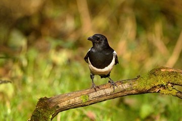 European magpie (Pica pica) perched on a branch.Wildlife scenery, Slovakia, Europe.
