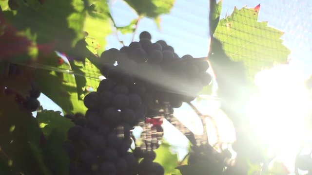 A shot of red grapes growing behind a net