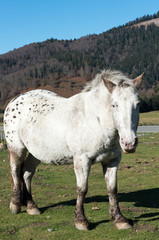 Obraz premium spotted horse in the meadow