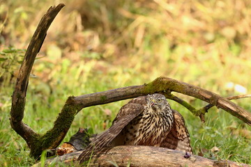 Birds of prey - Young northern goshawk (Accipiter gentilis). Wildlife scenery, Slovakia, Europe.