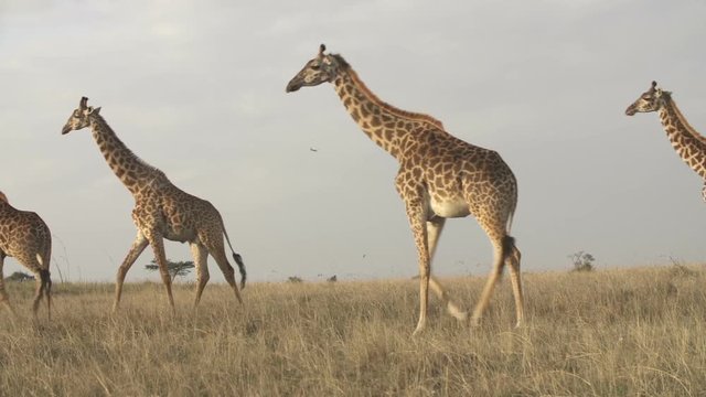 A hurd of giraff on the plain