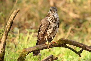 Birds of prey - Young northern goshawk (Accipiter gentilis). Wildlife scenery, Slovakia, Europe.