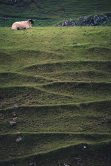 A sheep sits atop one of the mounds in Fairy Glen, Isle of Skye, Scotland, with distinctive ridges and markings in the earth