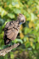 Adult hamerkop preens his feather whilst perched on a dead branch.